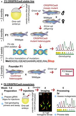 Zebrafish as an Emerging Model for Osteoporosis: A Primary Testing Platform for Screening New Osteo-Active Compounds